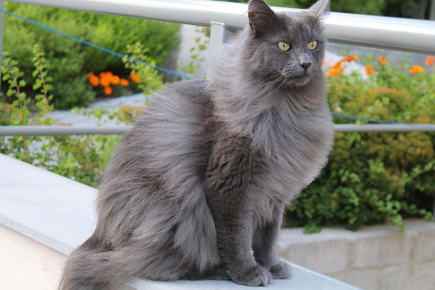 Nebelung