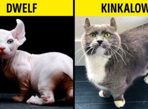 Rare House Cats
