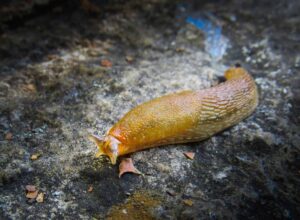 Slime of Slug