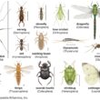 Types of Insects