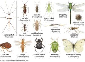 Types of Insects