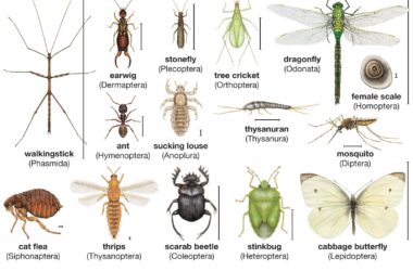 Types of Insects