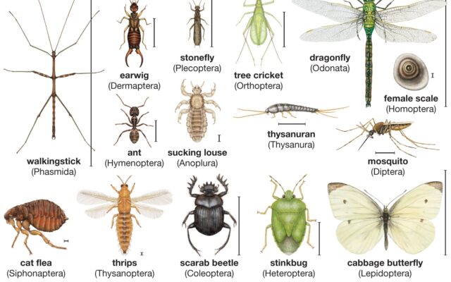 Types of Insects