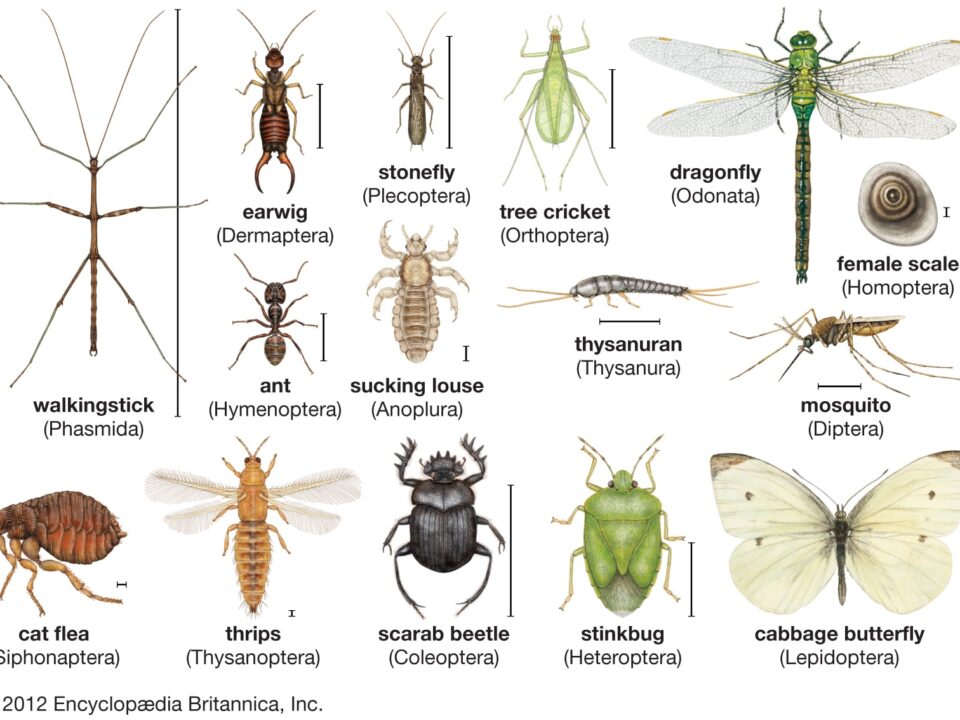 Types of Insects