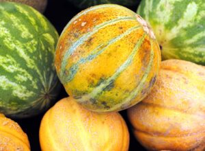 Types of Melons