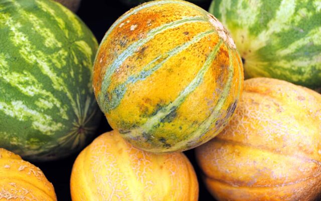 Types of Melons