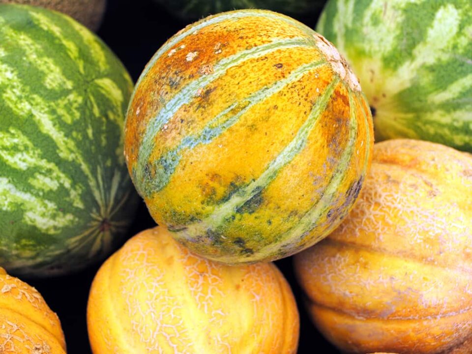 Types of Melons