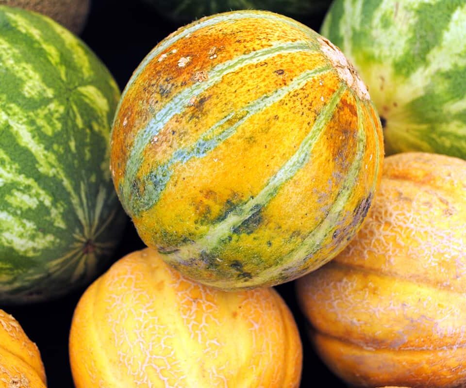 Types of Melons