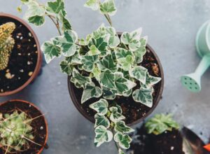 Ivy Plant Types