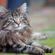 Largest Cat Breeds