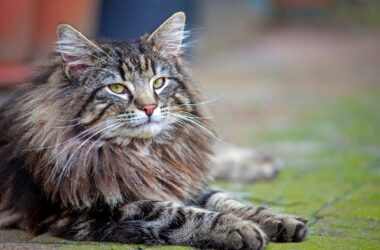 Largest Cat Breeds