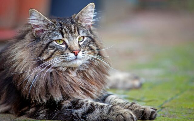 Largest Cat Breeds