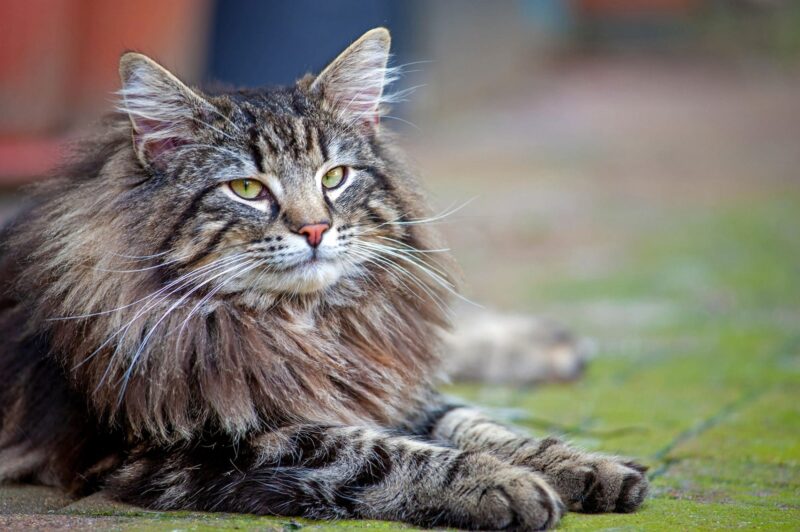 Largest Cat Breeds