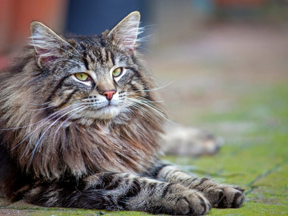 Largest Cat Breeds