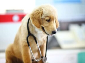 Pet Therapy