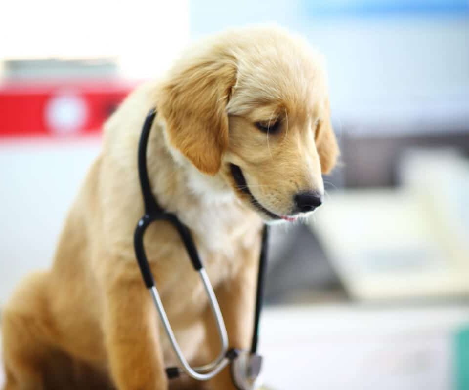 Pet Therapy