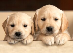 Adorable Dog Breeds