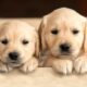 Adorable Dog Breeds