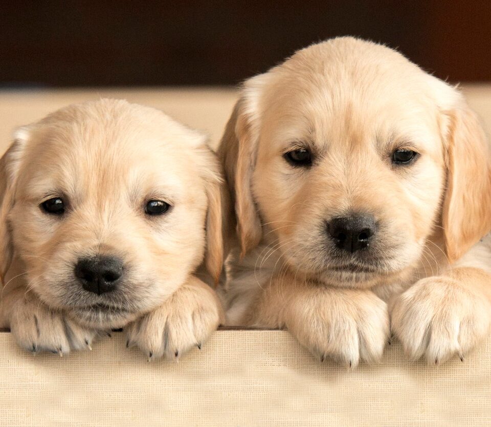 Adorable Dog Breeds