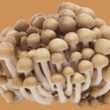 Different Types of Mushrooms