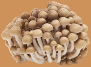 Different Types of Mushrooms