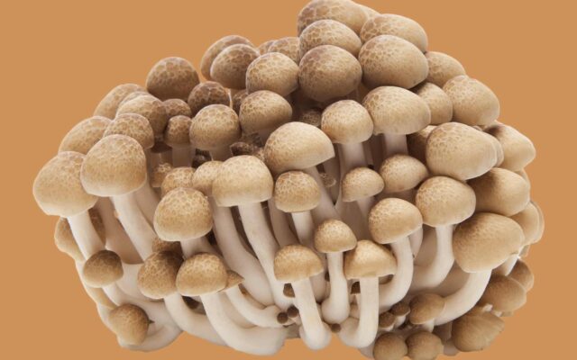 Different Types of Mushrooms