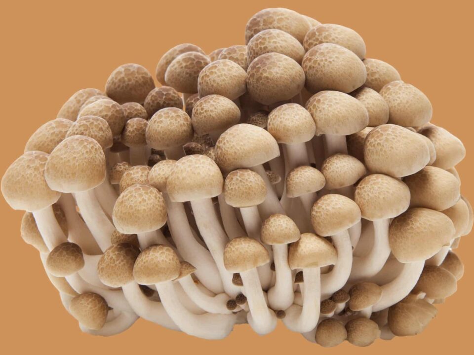 Different Types of Mushrooms