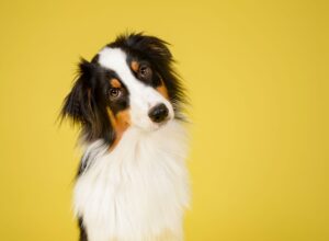 dna test on dogs