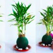 Different Types of Bamboo House Plants