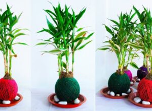 Different Types of Bamboo House Plants