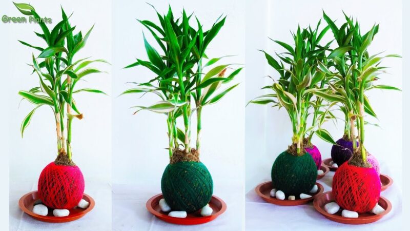 Different Types of Bamboo House Plants