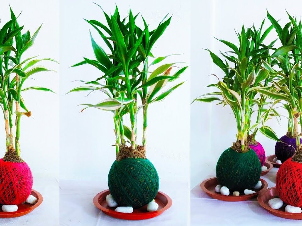 Different Types of Bamboo House Plants