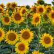 Different Types of Sunflowers