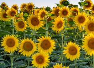 Different Types of Sunflowers