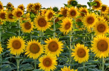 Different Types of Sunflowers