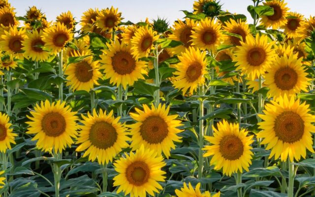 Different Types of Sunflowers