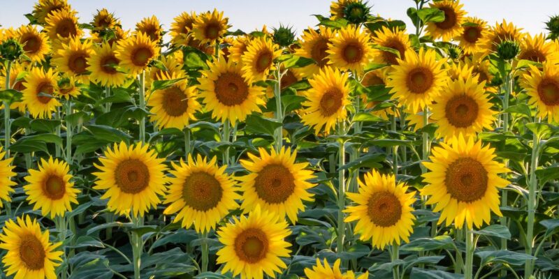 Different Types of Sunflowers