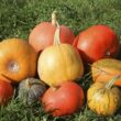 Different Types of Pumpkins