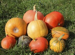 Different Types of Pumpkins