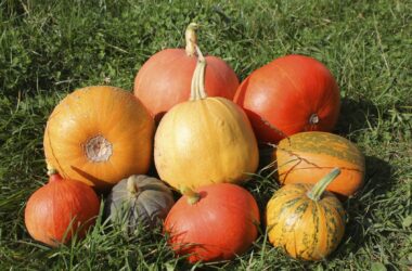 Different Types of Pumpkins