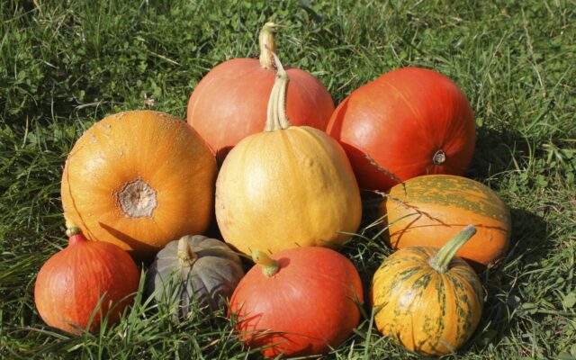 Different Types of Pumpkins