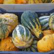 Difference Between Pumpkin and Squash