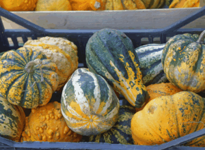 Difference Between Pumpkin and Squash