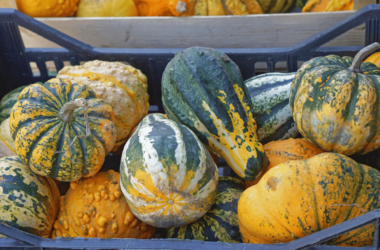 Difference Between Pumpkin and Squash