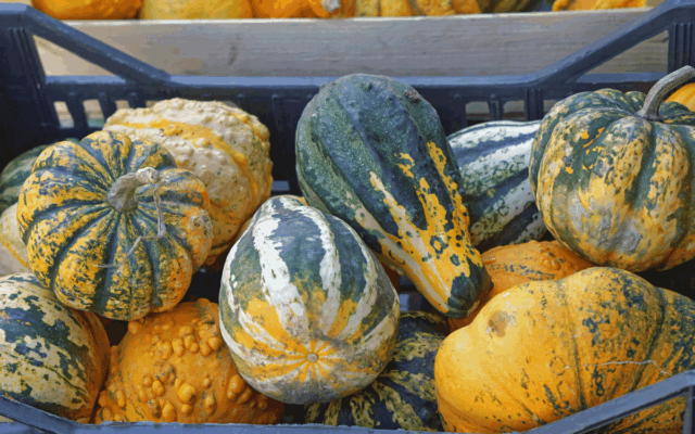 Difference Between Pumpkin and Squash