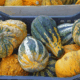 Difference Between Pumpkin and Squash