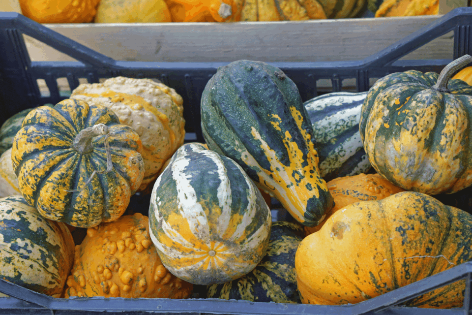 Difference Between Pumpkin and Squash