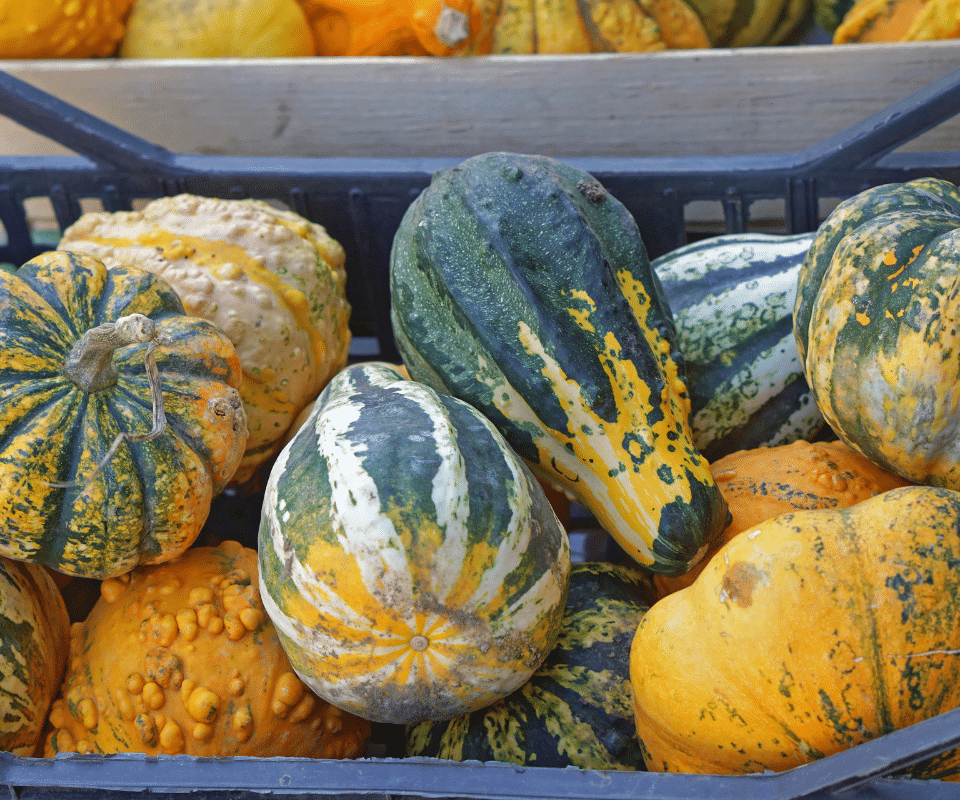 Difference Between Pumpkin and Squash