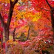 Different Types of Maple Trees