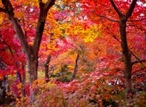 Different Types of Maple Trees